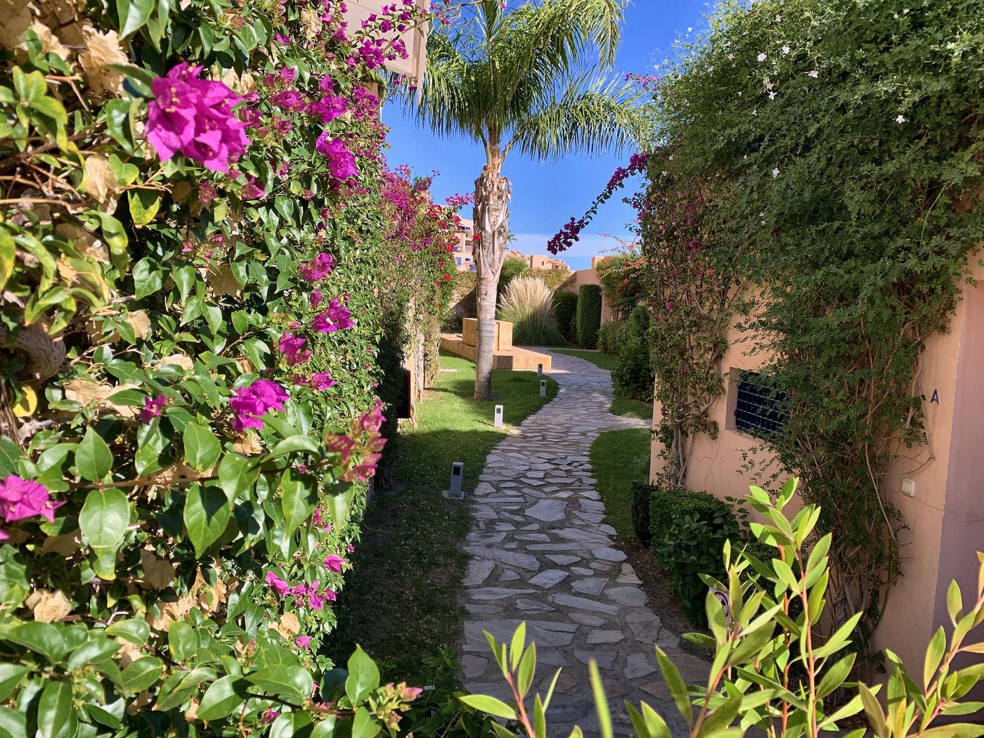 Bougainvillea garden path